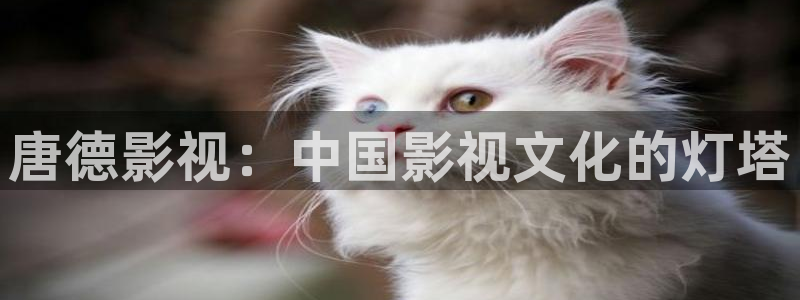 樱桃视频入口在线看